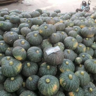 板栗瓜