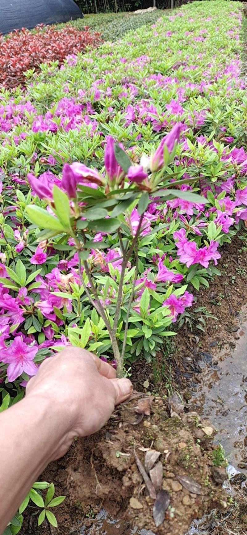 杜鹃苗杜鹃球苗圃批发