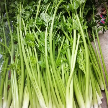 章丘鲍芹基地直供品质保证（顺丰包邮）量大从优，欢迎电联