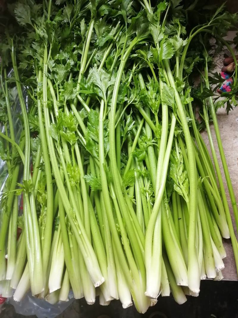 章丘鲍芹基地直供品质保证（顺丰包邮）量大从优，欢迎电联