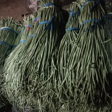 莘县长豆角大量上市了，质量好，提供包装，诚信代收代发全国