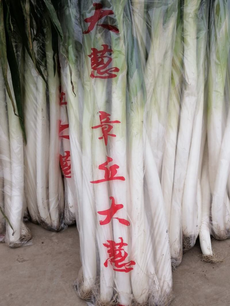 章丘大葱山东大葱产地一手货源，规格齐全，可视频看货