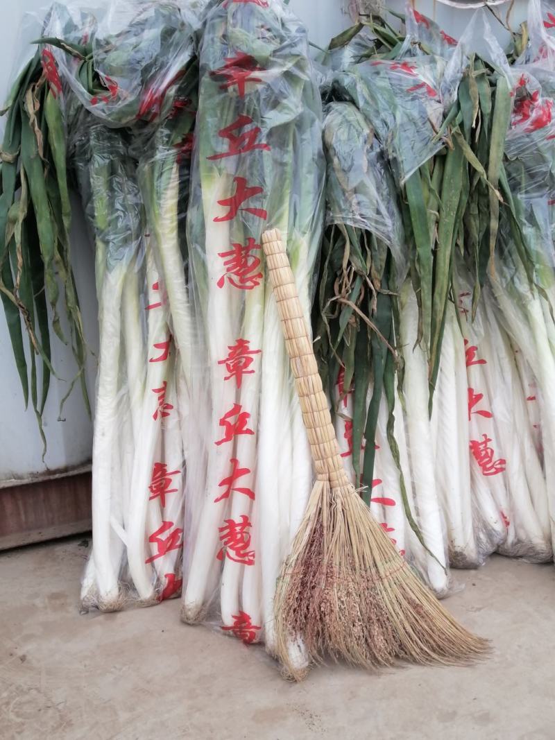 章丘大葱山东大葱产地一手货源，规格齐全，可视频看货
