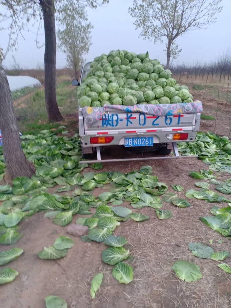 大荔中甘21.脆甘兰正热卖中，基地直供，价格美丽！