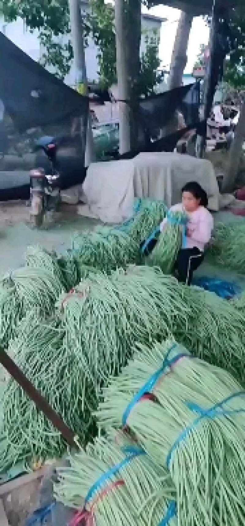 莘县长豆角大量上市了，质量好，提供包装，诚信代收代发全国