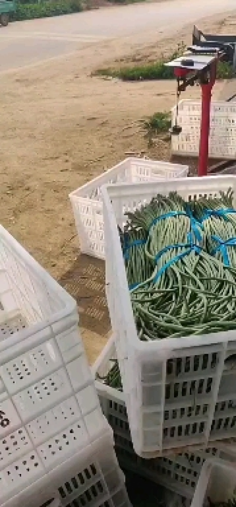 莘县长豆角大量上市了，质量好，提供包装，诚信代收代发全国