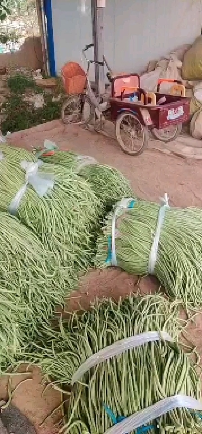 莘县长豆角大量上市了，质量好，提供包装，诚信代收代发全国