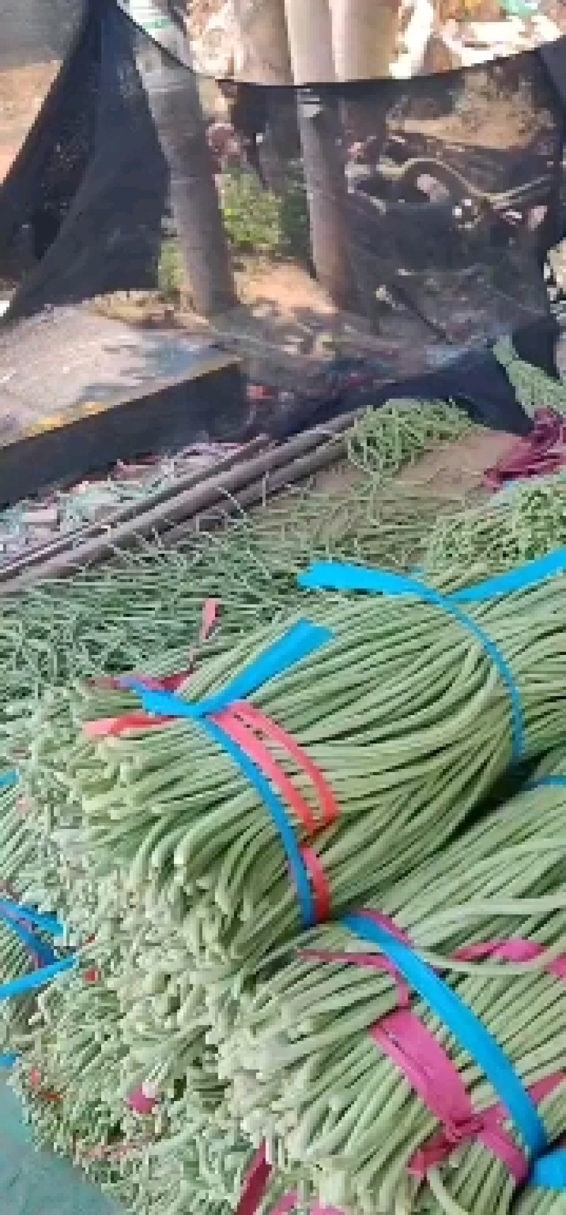 莘县长豆角大量上市了，质量好，提供包装，诚信代收代发全国
