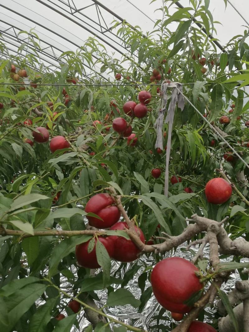 辽宁凌海60000亩亩大棚油桃种植面积广