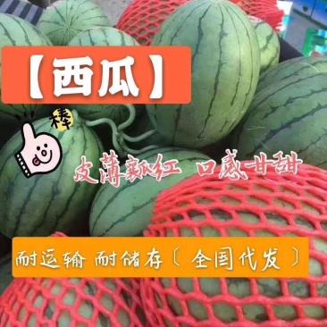 精品早春红玉小糖丸2k西瓜电商市场代发全国