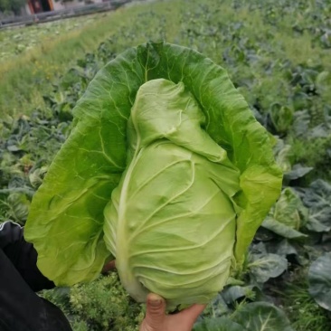 牛心菜，牛心甘蓝，笔尖菜
