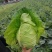 牛心菜，牛心甘蓝，笔尖菜