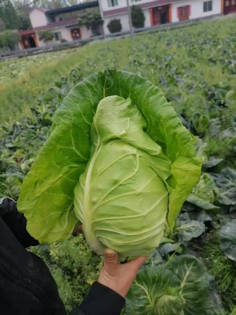 牛心菜，牛心甘蓝，笔尖菜