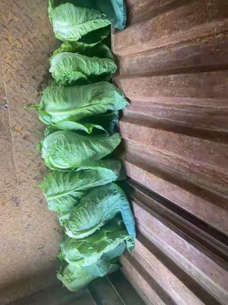 牛心菜，牛心甘蓝，笔尖菜