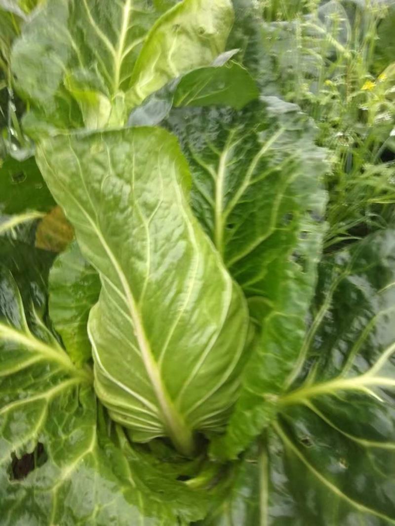 牛心菜，牛心甘蓝，笔尖菜