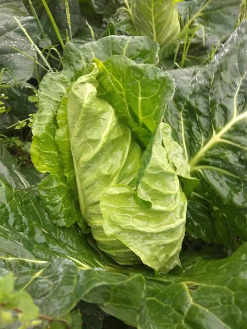 牛心菜，牛心甘蓝，笔尖菜