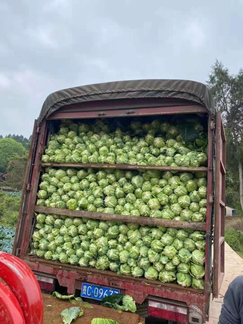 牛心菜，牛心甘蓝，笔尖菜