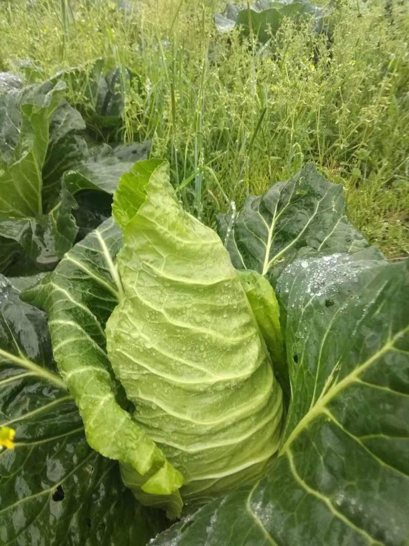 牛心菜，牛心甘蓝，笔尖菜