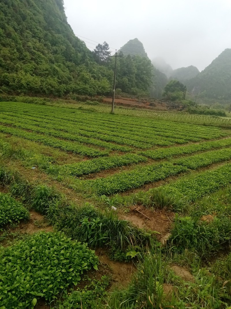 南板蓝根苗！贵州南板蓝根苗大量出售一手货源欢迎来电