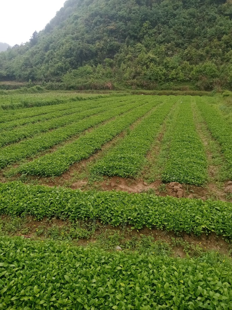 南板蓝根苗！贵州南板蓝根苗大量出售一手货源欢迎来电