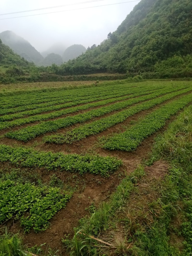 南板蓝根苗！贵州南板蓝根苗大量出售一手货源欢迎来电