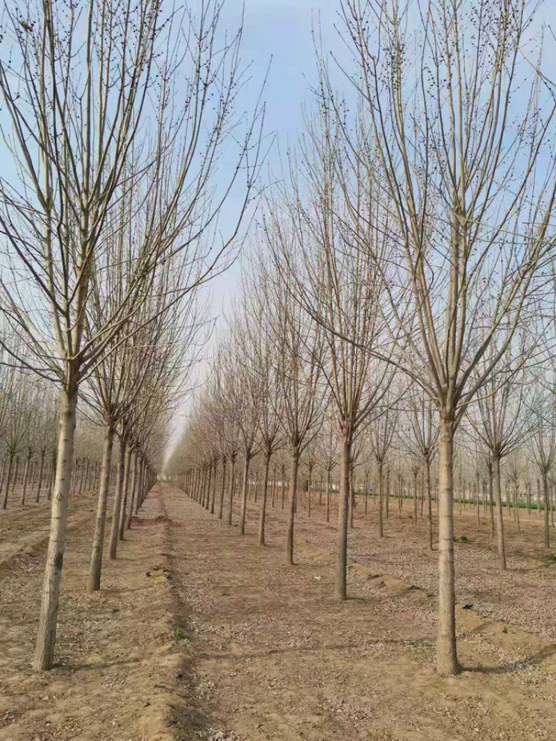 白蜡一级12公分14公分15公分18公分白蜡