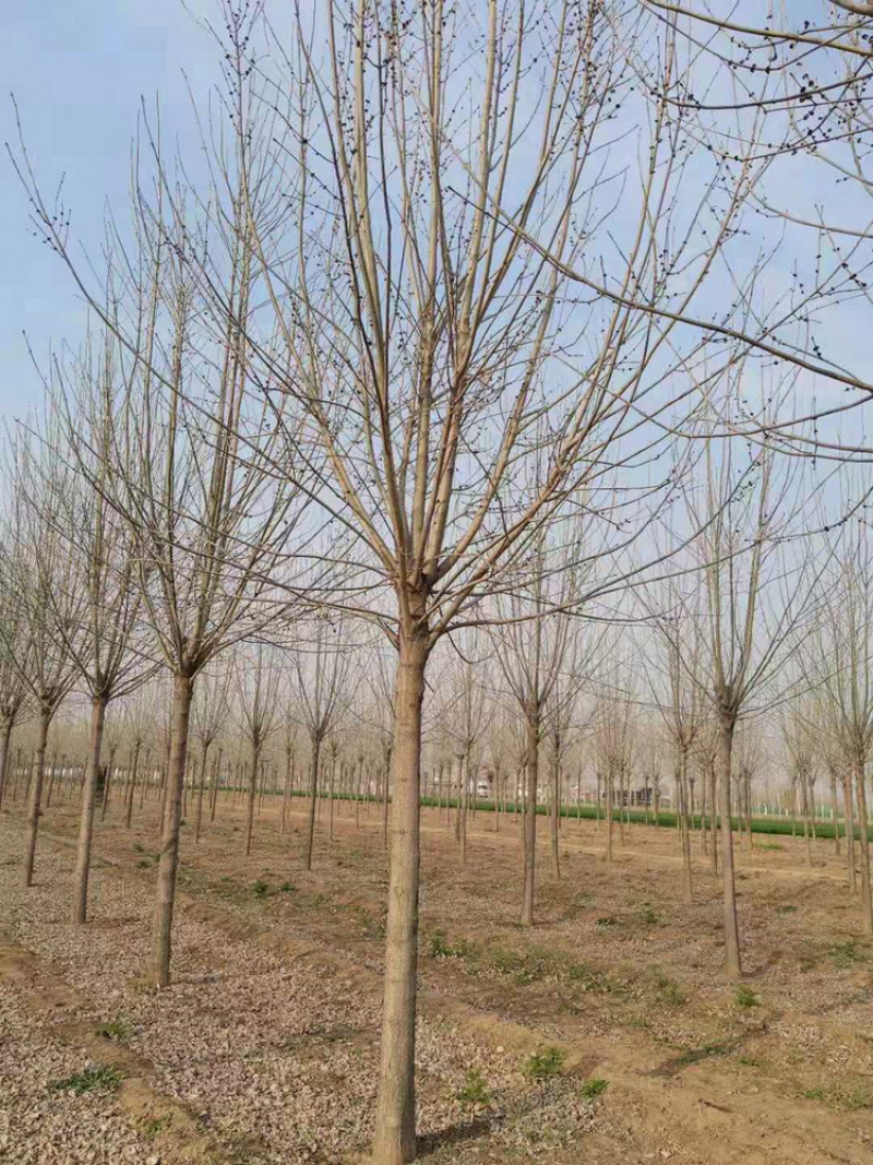 白蜡一级12公分14公分15公分18公分白蜡