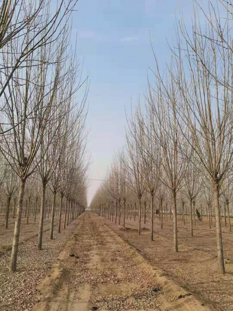 白蜡一级12公分14公分15公分18公分白蜡