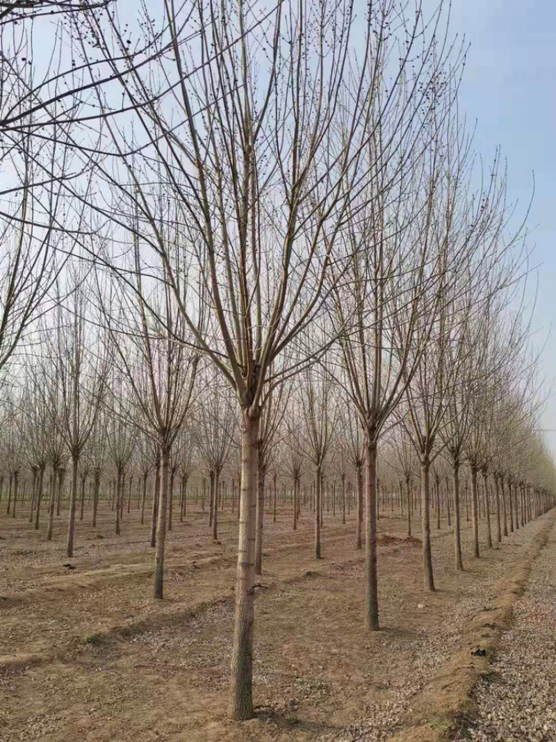 白蜡一级12公分14公分15公分18公分白蜡