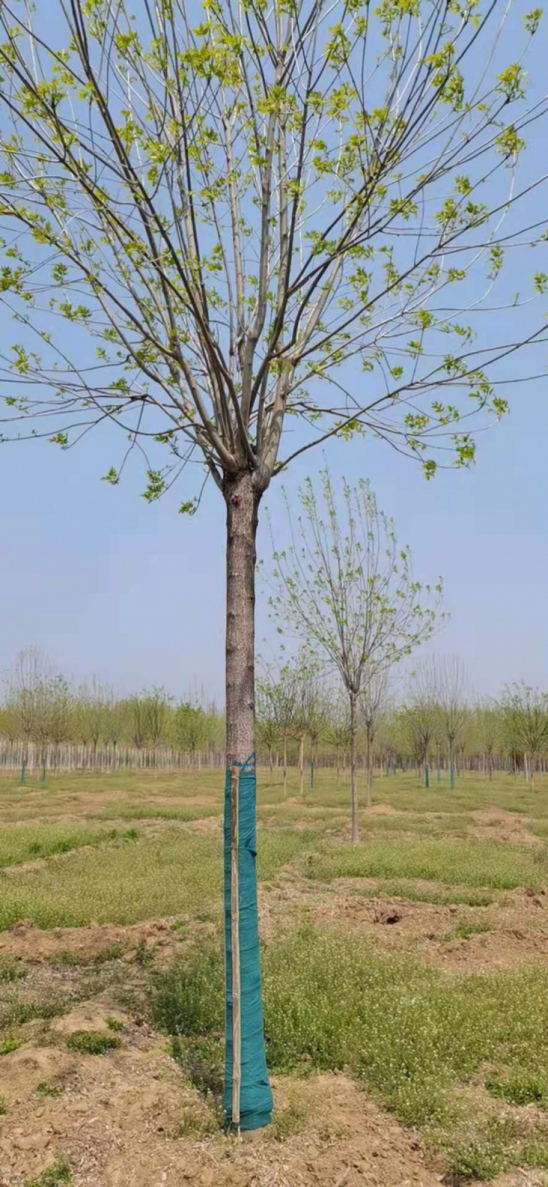 白蜡一级12公分14公分15公分18公分白蜡