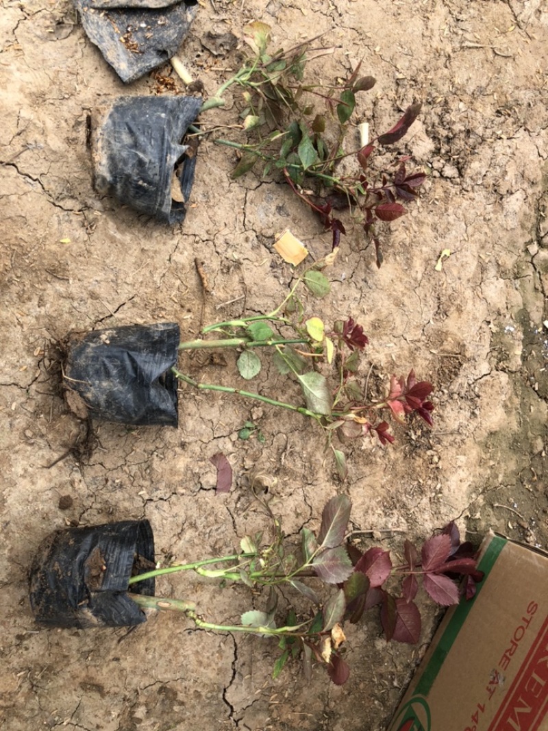月季，营养杯苗，各种规格，基地直供，畅销品种