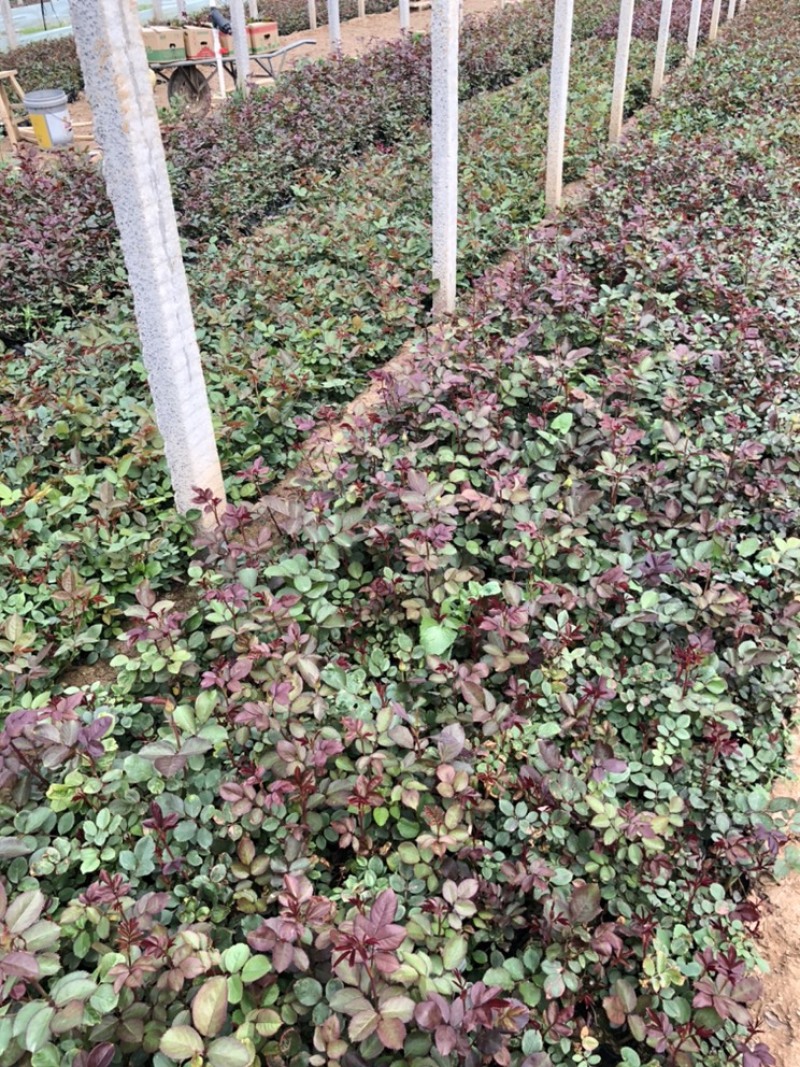 月季，营养杯苗，各种规格，基地直供，畅销品种