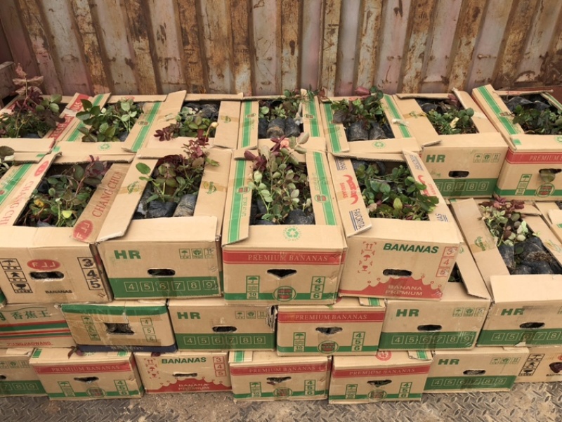 月季，营养杯苗，各种规格，基地直供，畅销品种