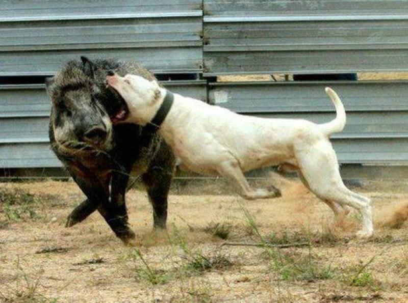杜高犬公母都有，全国发货疫苗齐全欢迎选购