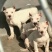 杜高犬公母都有，全国发货疫苗齐全欢迎选购