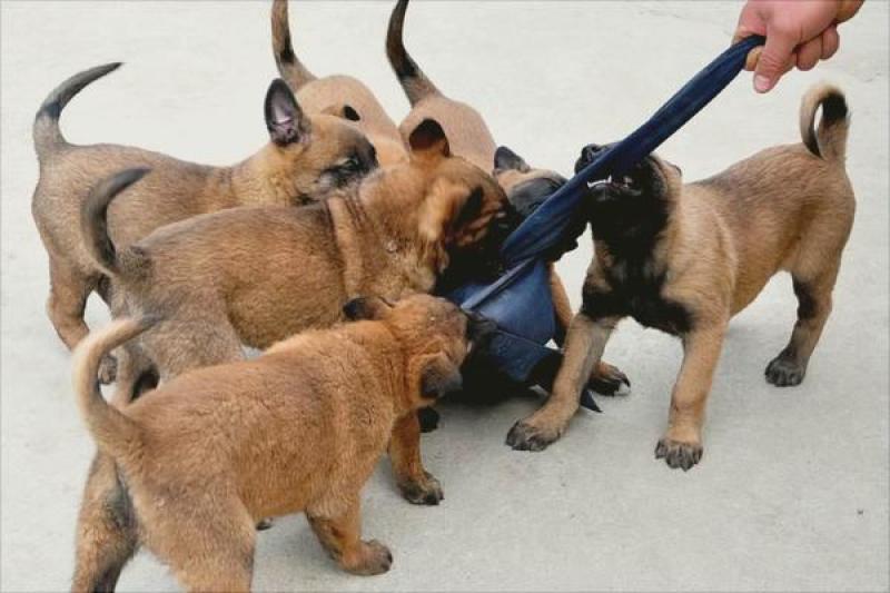 出售马犬疫苗齐全公母都有