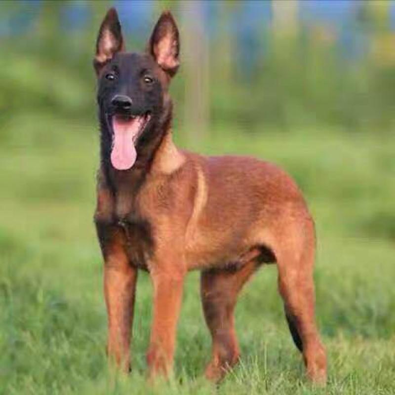 出售马犬疫苗齐全公母都有