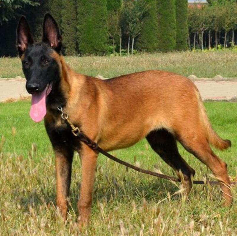 出售马犬疫苗齐全公母都有