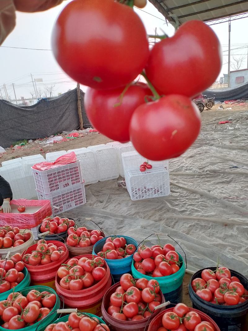 河北邯郸王红卫蔬菜代收主营硬粉西红柿超市电商批发商会