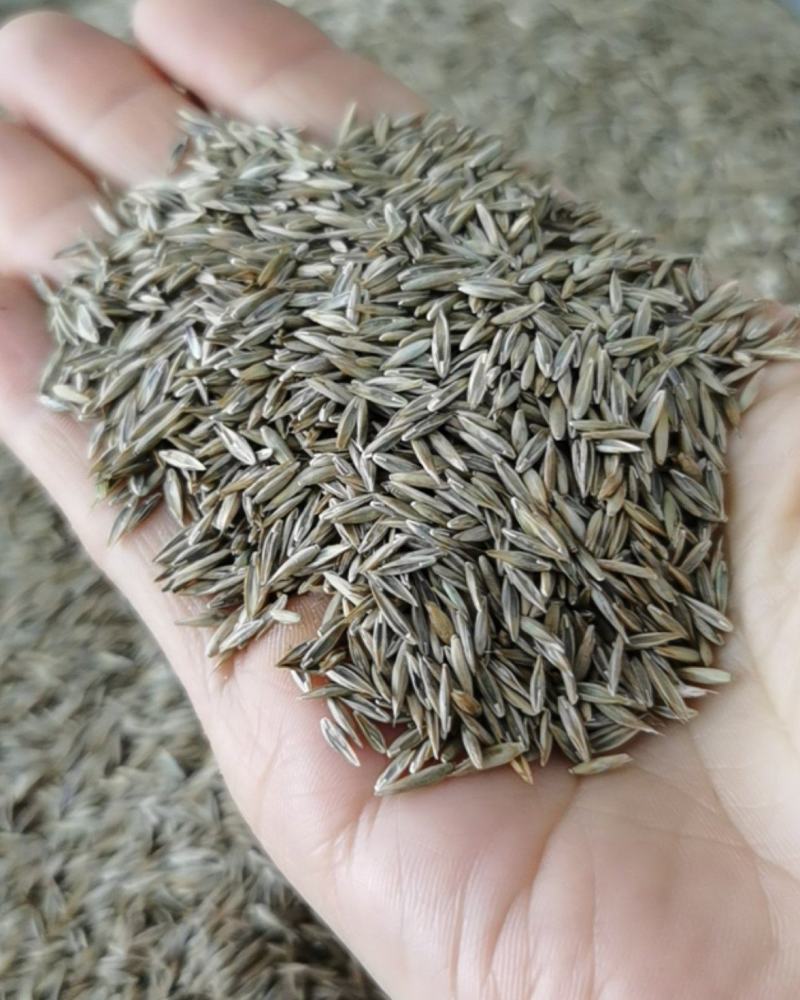 草坪种子矮生四季青庭院免修剪绿化护坡黑麦草狗牙根草皮草籽