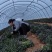 山东暖棚脱毒红薯苗品种齐全欢迎新老客户前来选购
