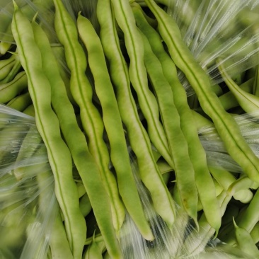 大量供应芸豆