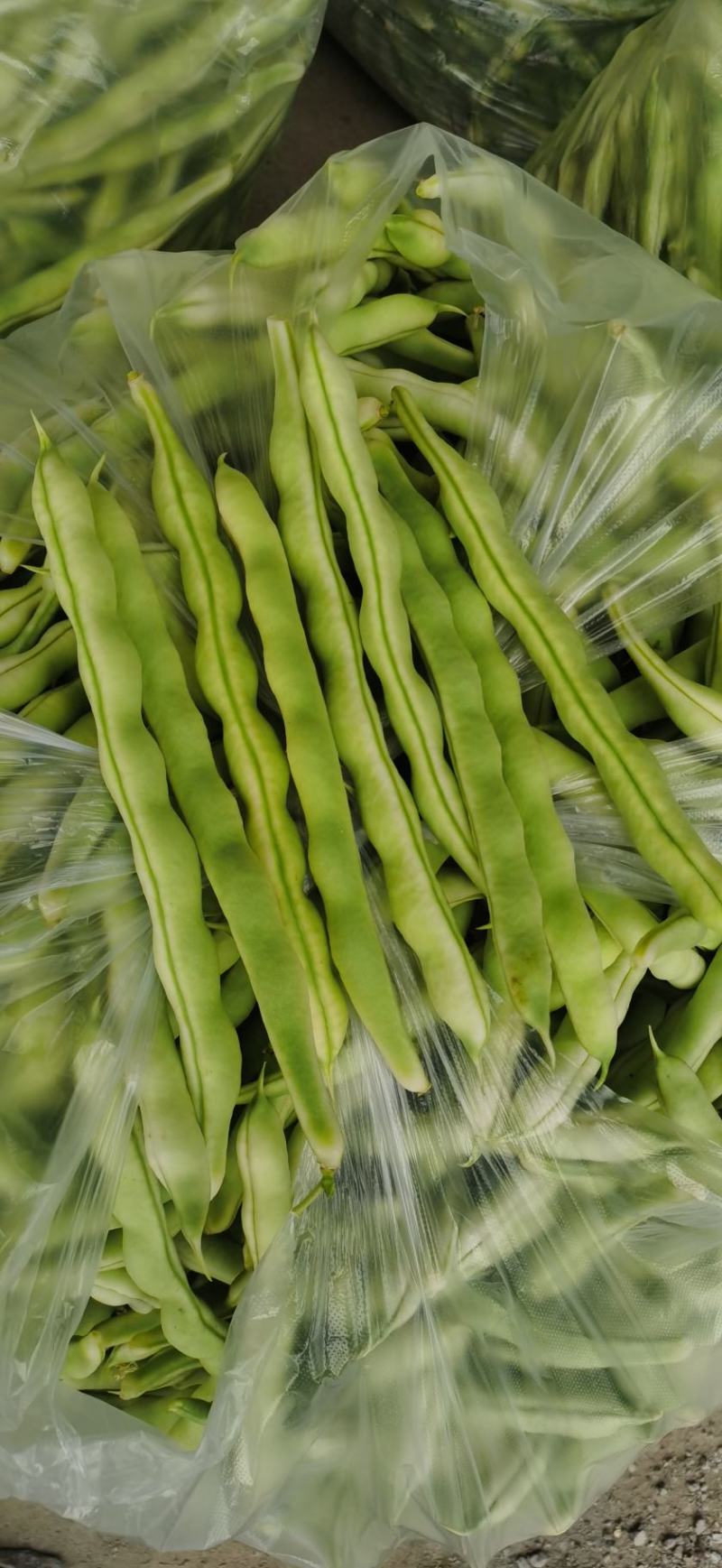 大量供应芸豆