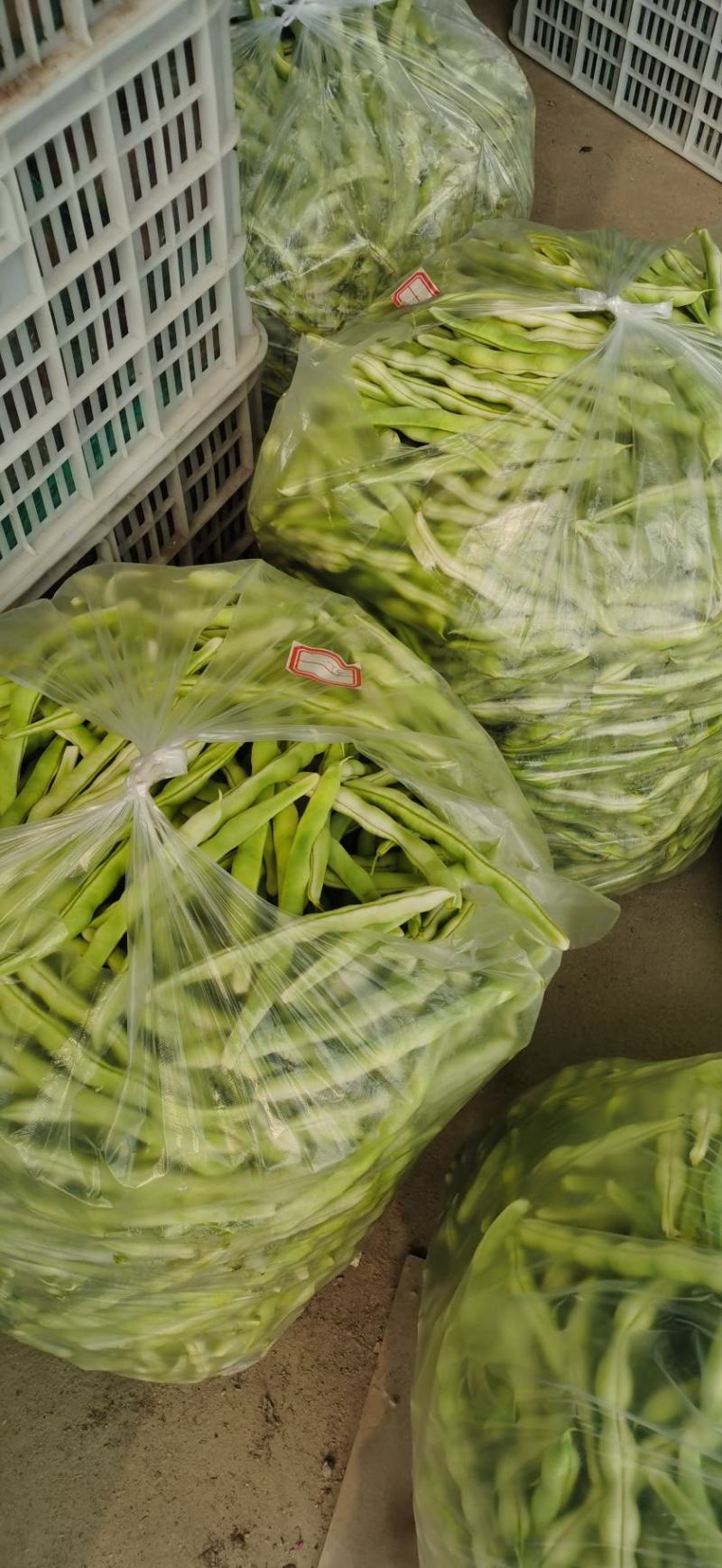 大量供应芸豆