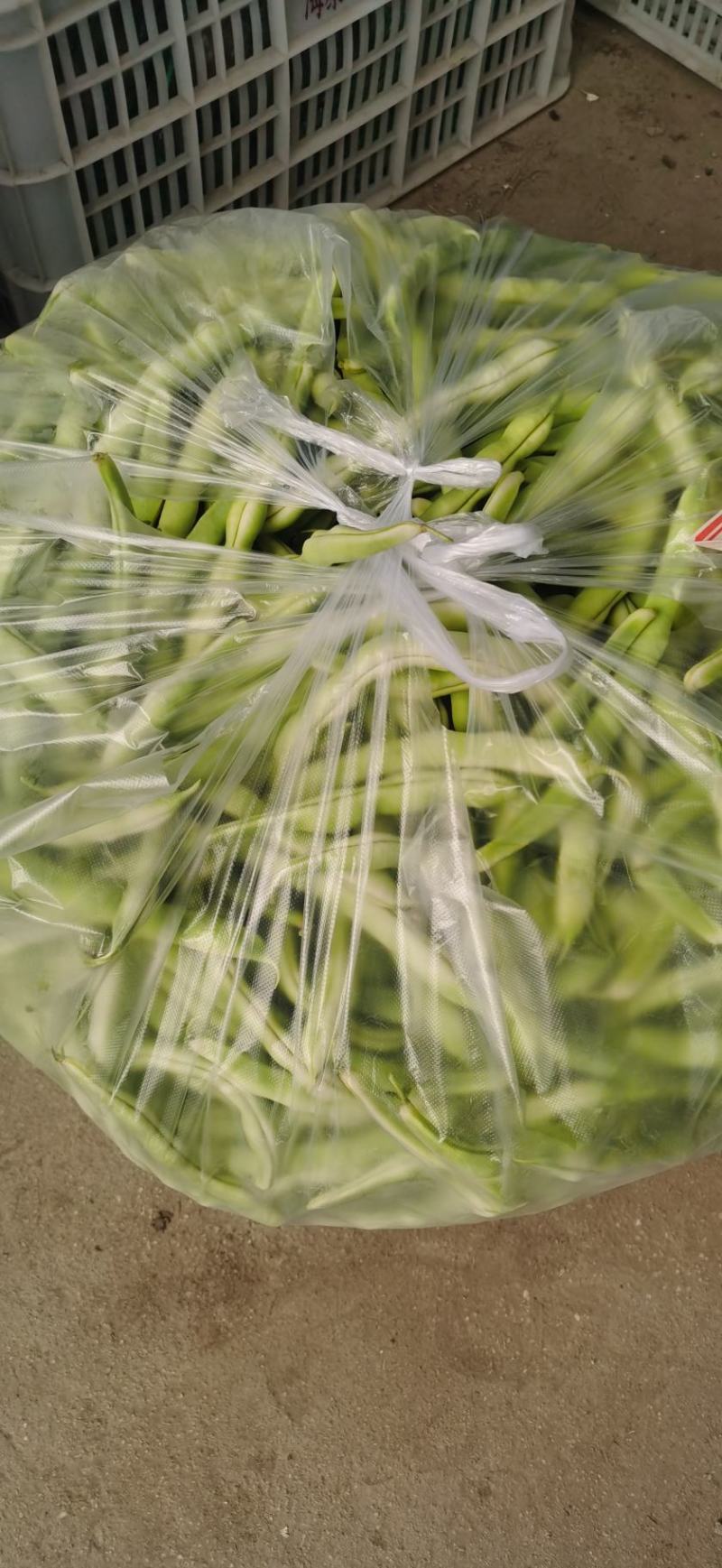 大量供应芸豆