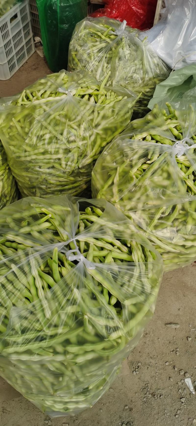 大量供应芸豆
