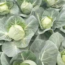 精品包菜/圆包菜/新上市甘蓝地头发货实价欢迎来电咨询