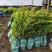南方红豆杉杯苗H30-50-80-1米一1.2-1.5米