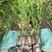 南方红豆杉杯苗H30-50-80-1米一1.2-1.5米