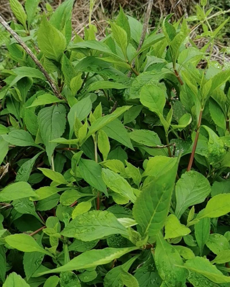苦斋菜高山有机野菜，去火煲汤专用。